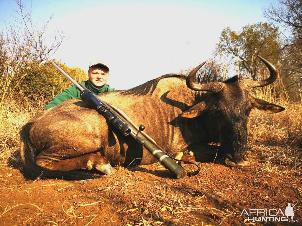 Cull Hunting Blue Wildebeest in South Africa