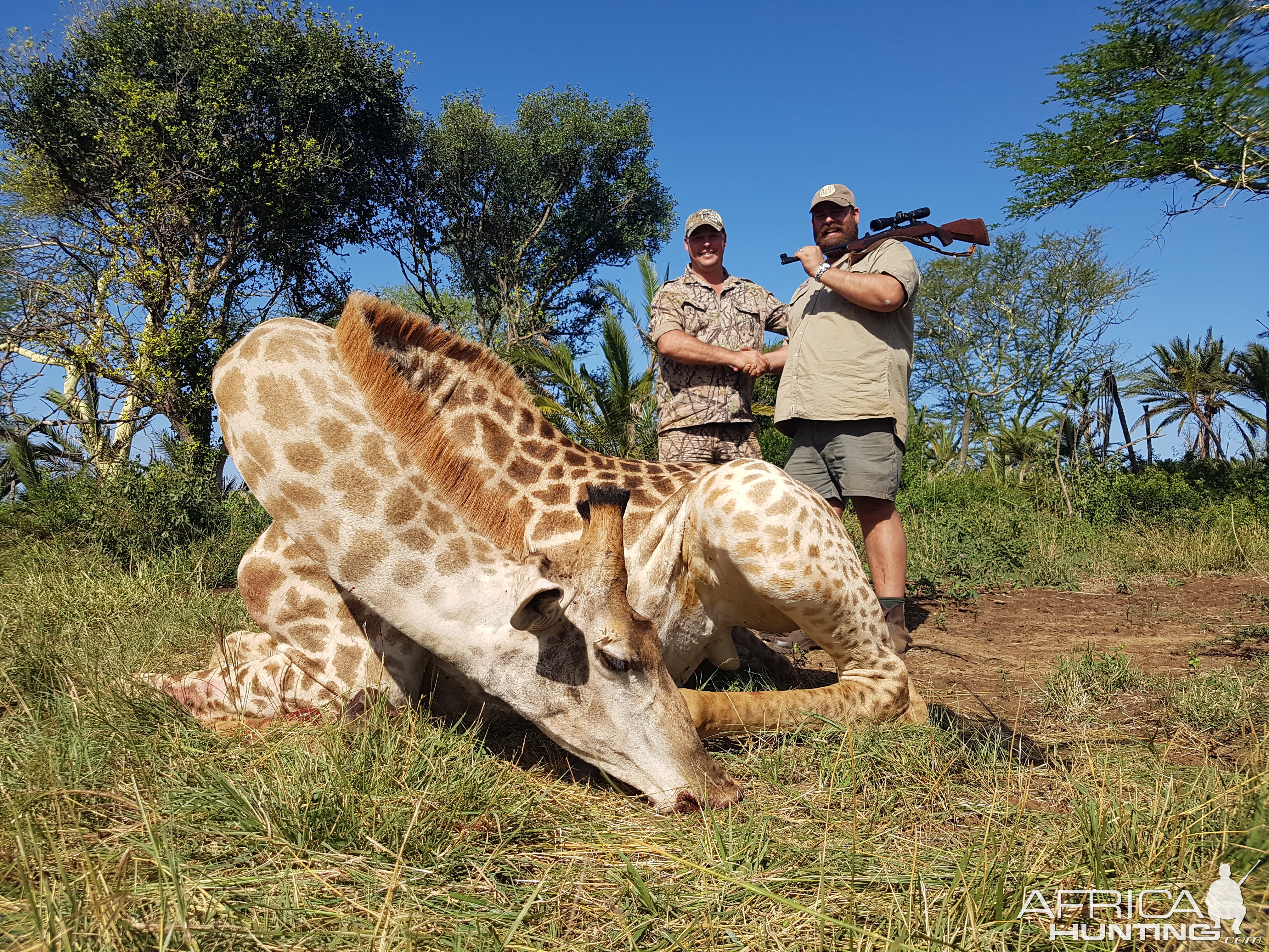 Cull Hunting Giraffe in South Africa