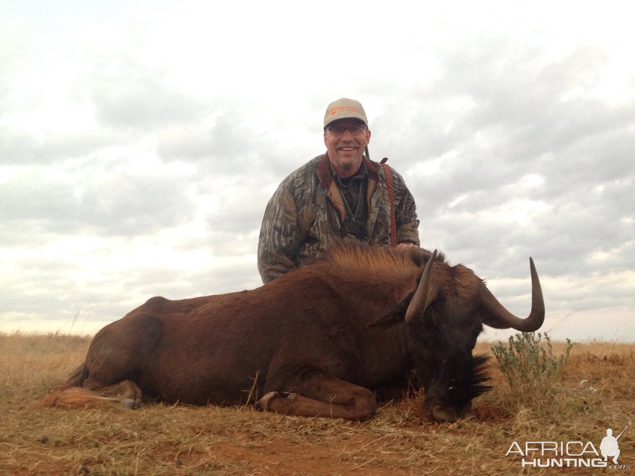 Cull Hunting South Africa Black Wildebeest