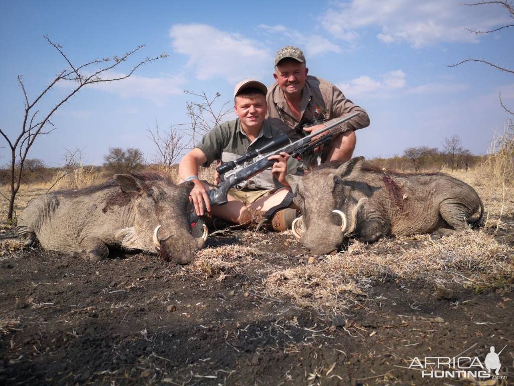 Cull Hunting Warthog in South Africa