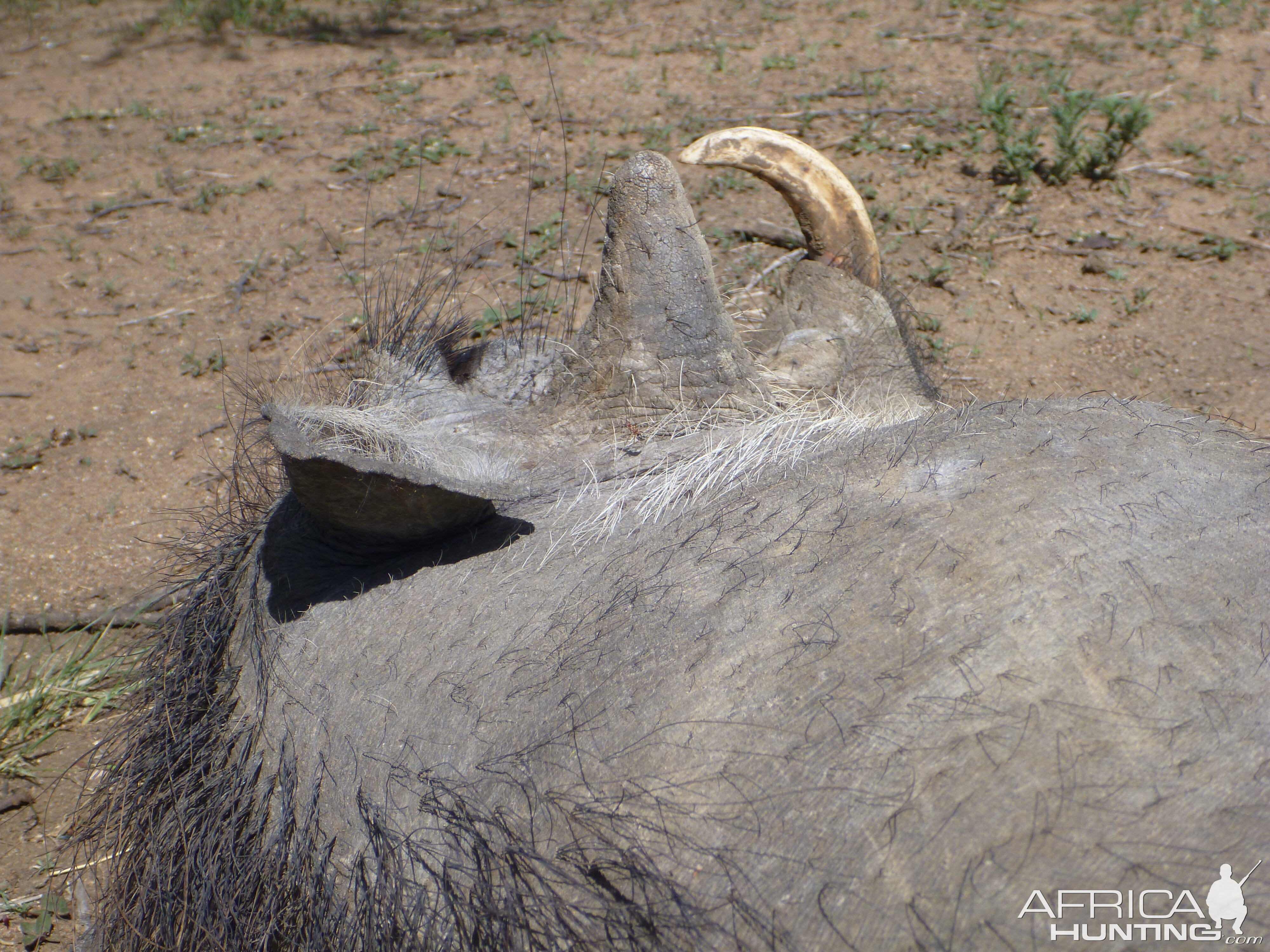 Cull Warthog Namibia