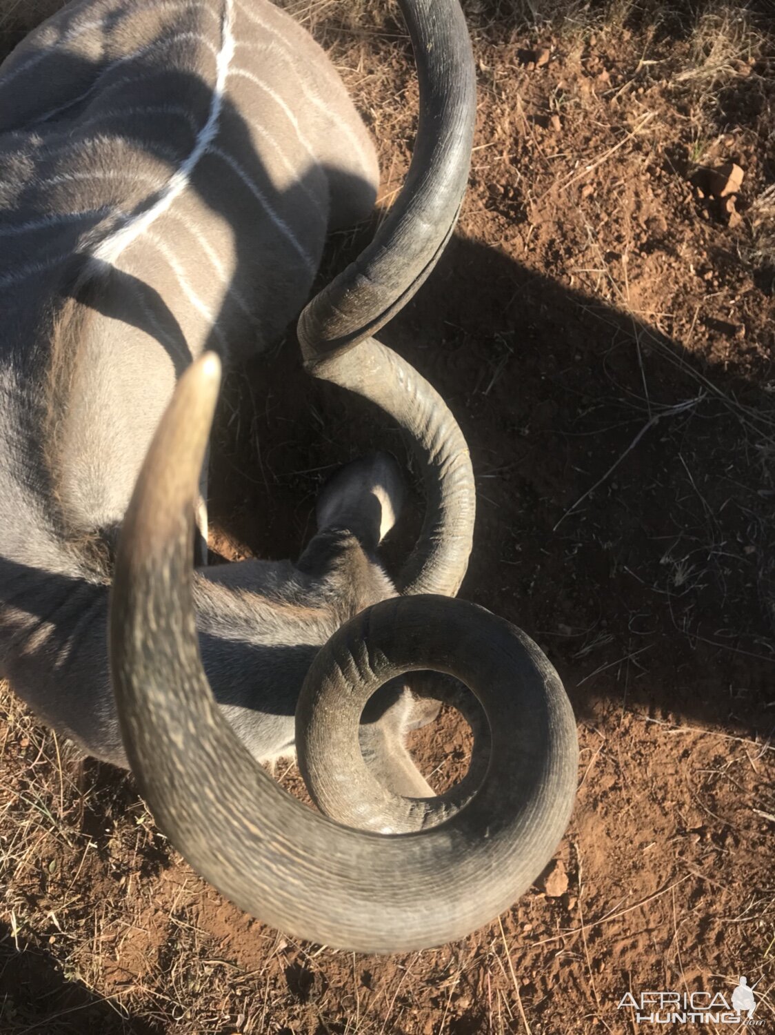 Curl of Kudu horn