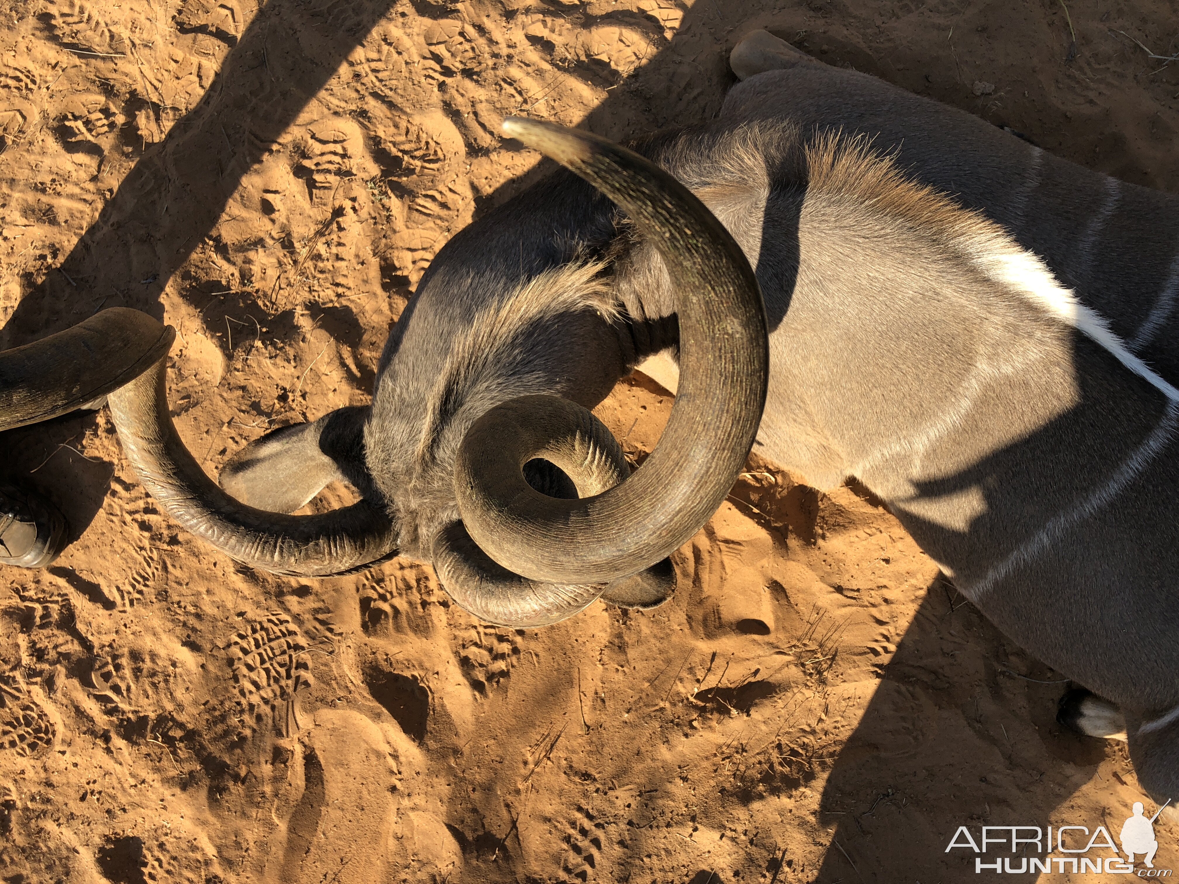 Curl of Kudu Horn