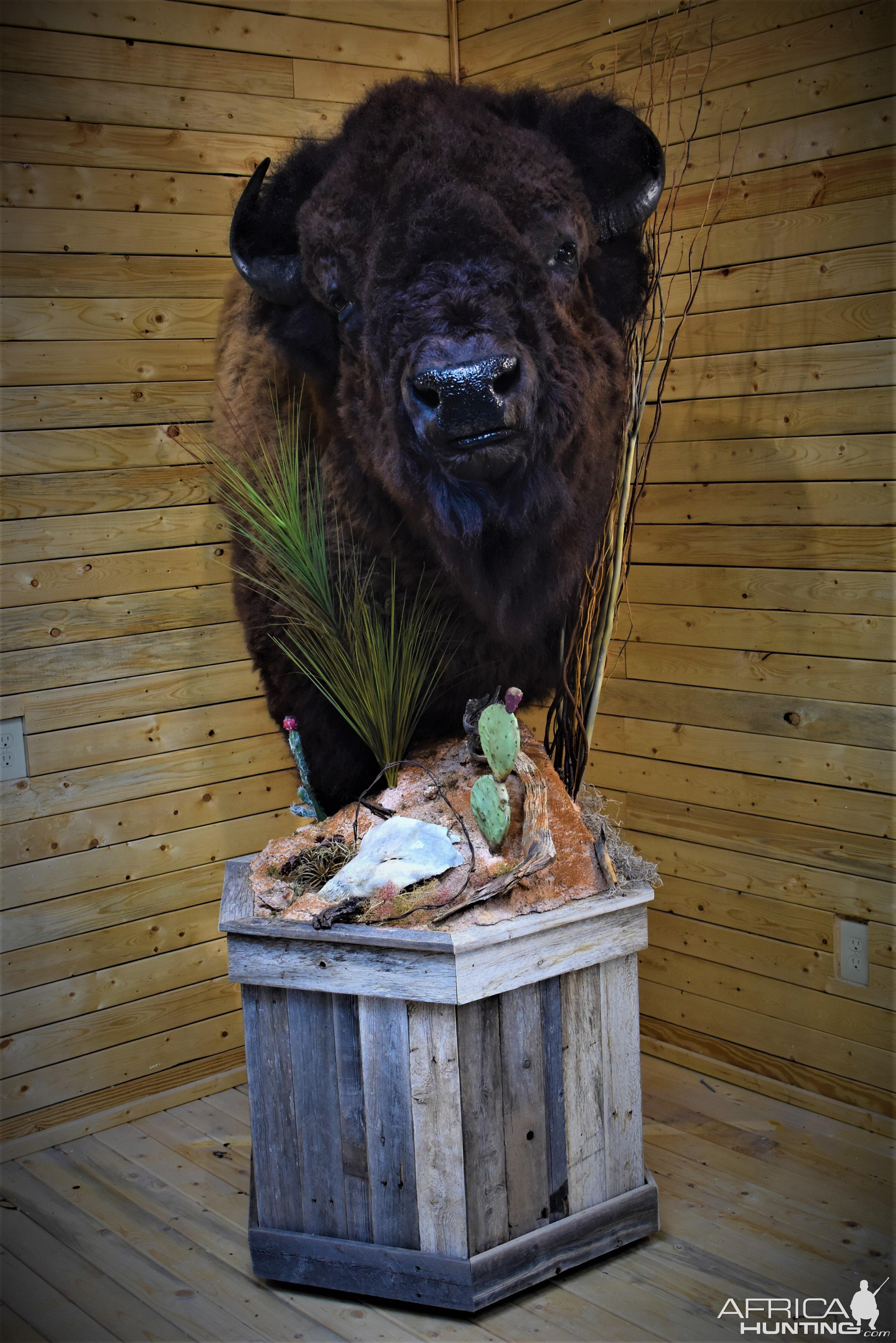 Custom Bison Shoulder Pedestal