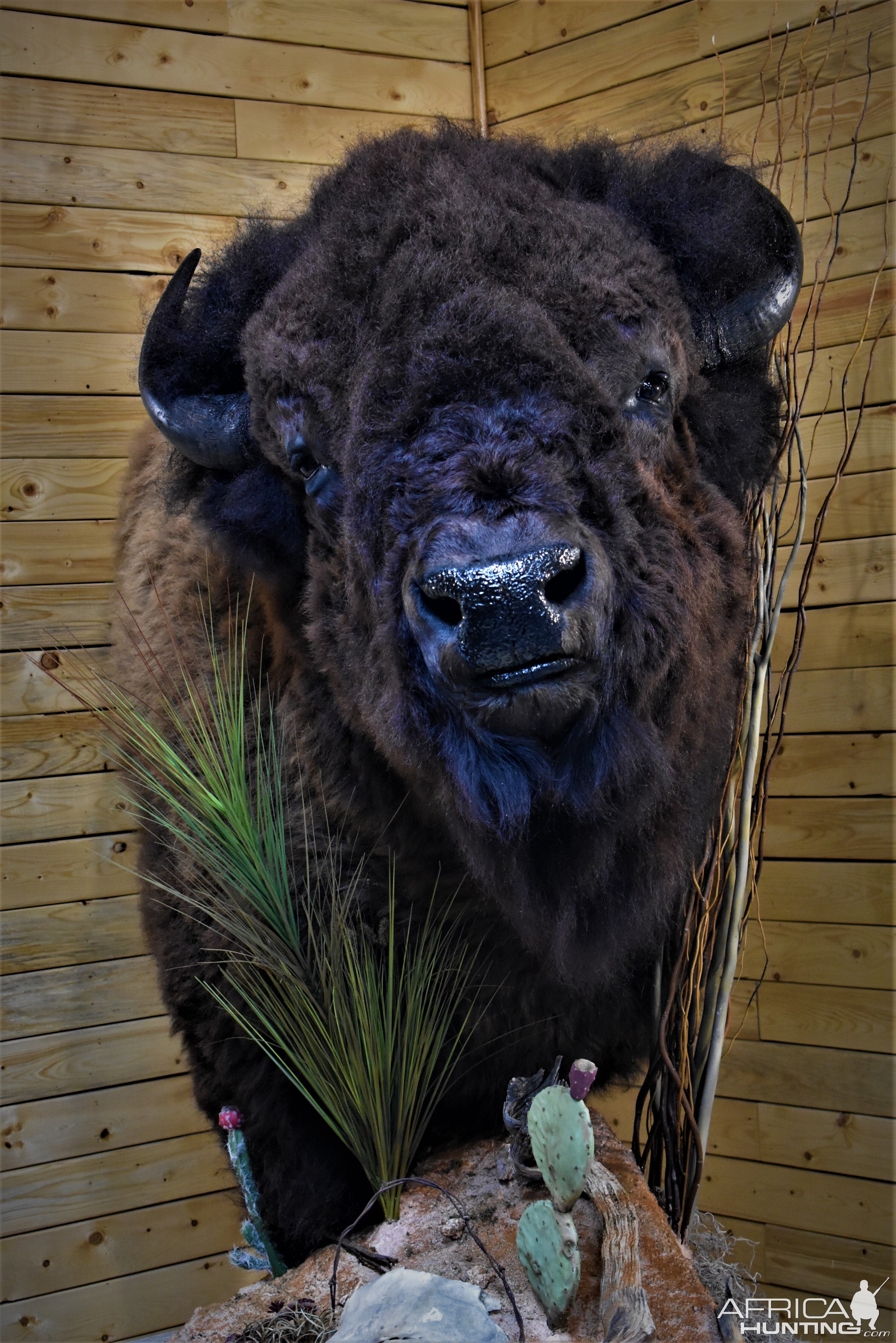 Custom Bison Shoulder Pedestal