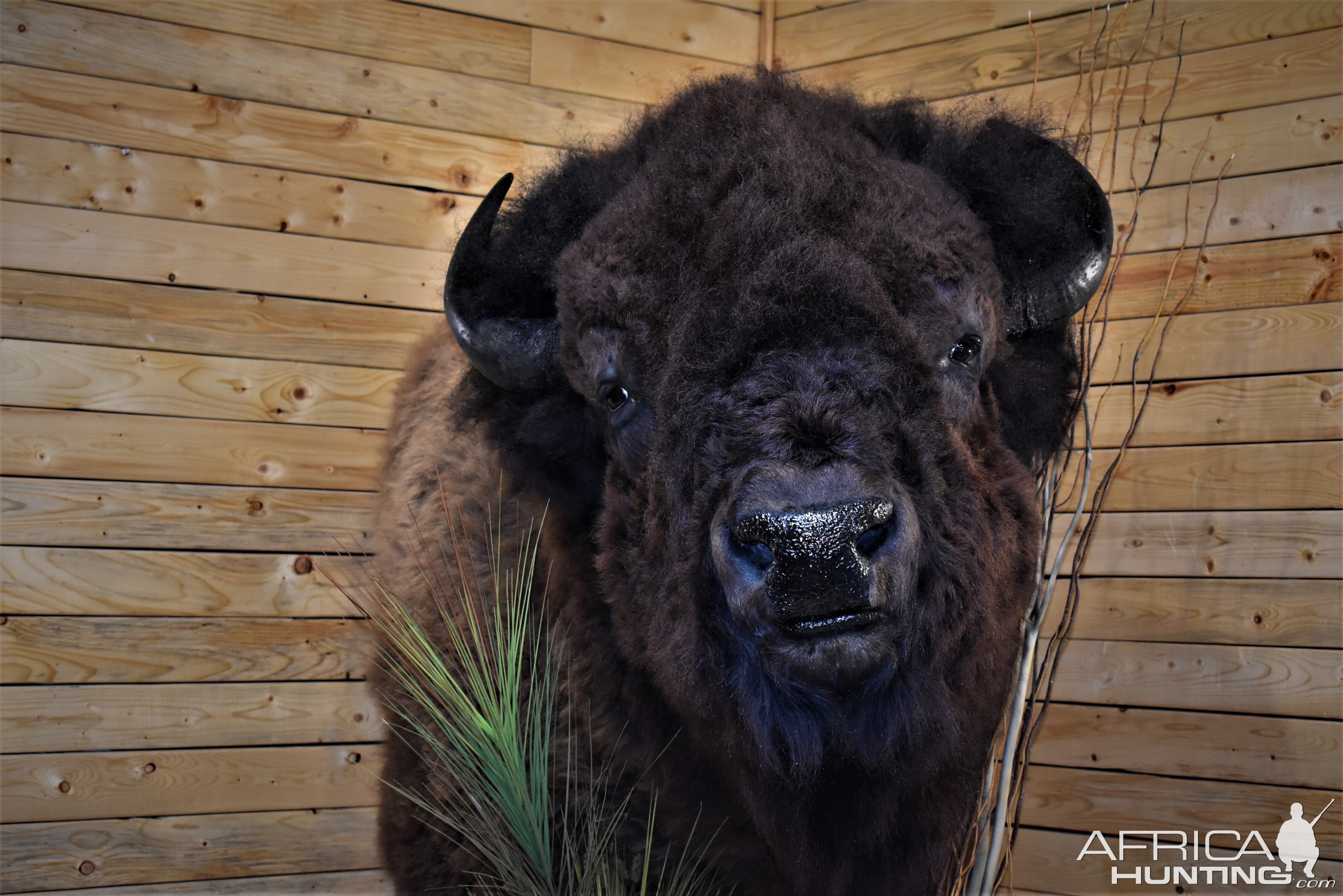 Custom Bison Shoulder Pedestal