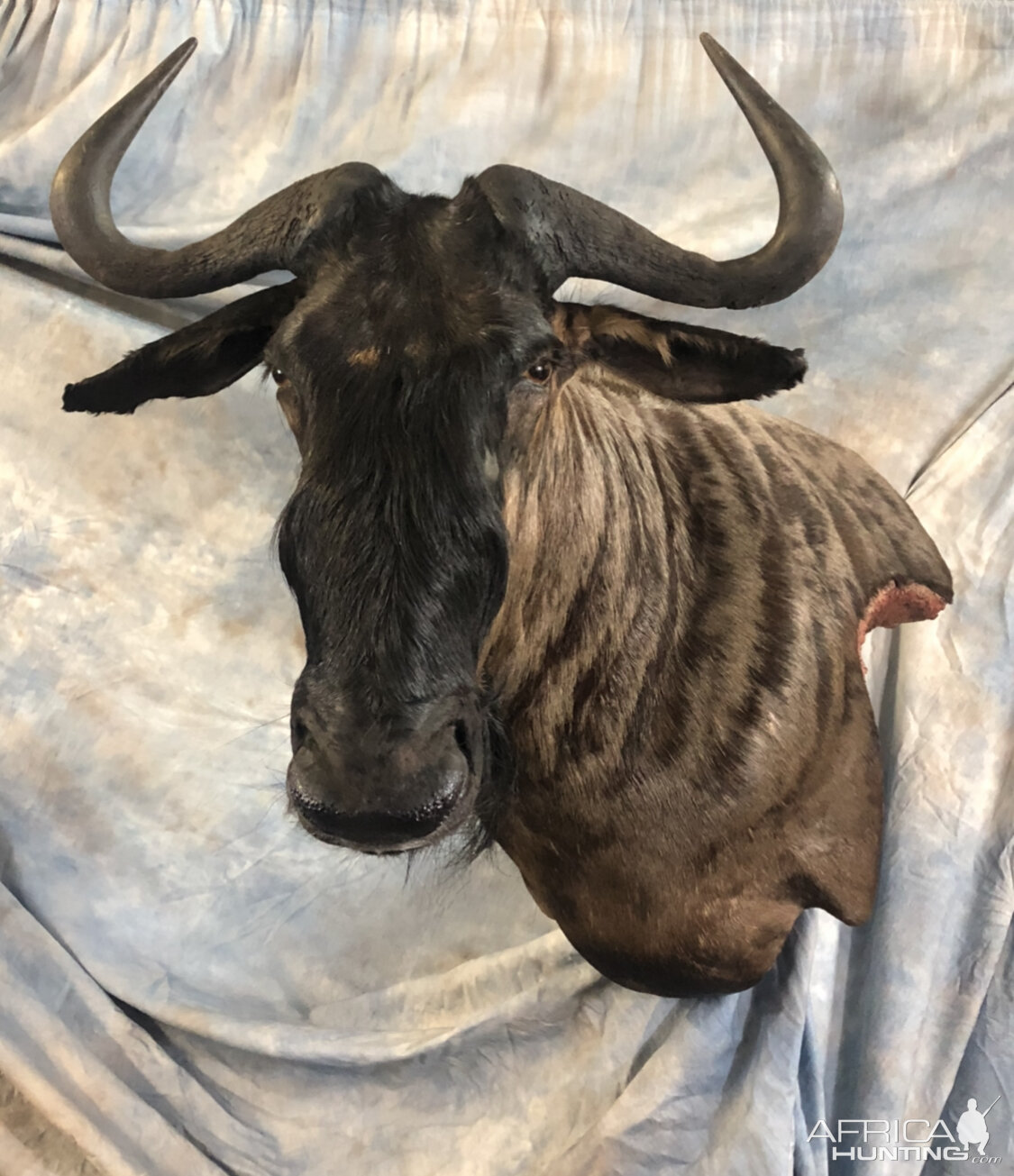 Custom Blue Wildebeest Wall Pedestal Taxidermy