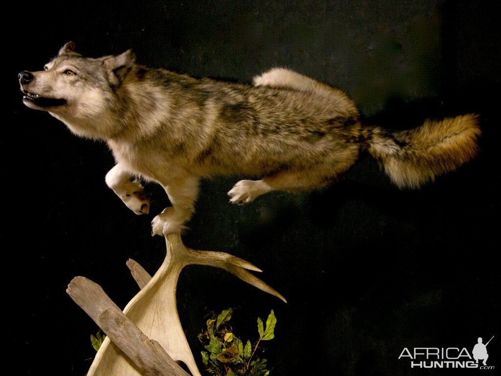 Custom Life-size Wolf Mount Pedestal Taxidermy