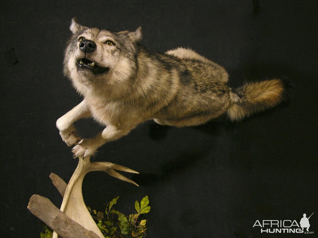 Custom Life-size Wolf Mount Pedestal Taxidermy