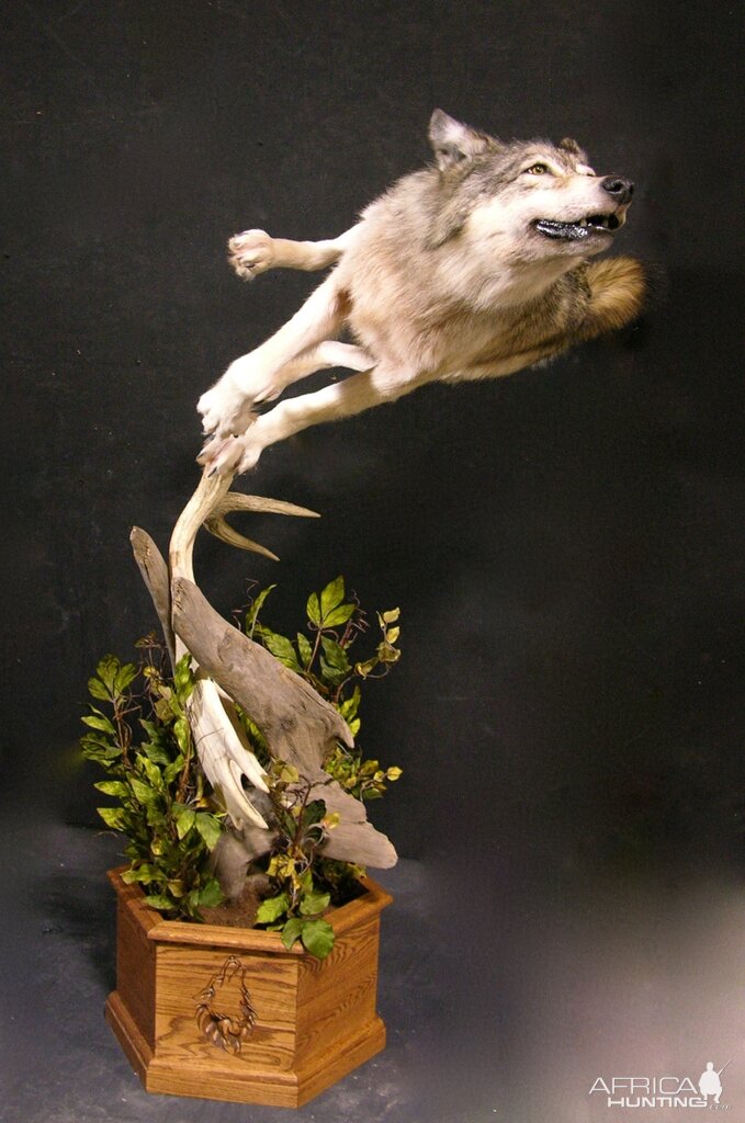 Custom Life-size Wolf Mount Pedestal Taxidermy