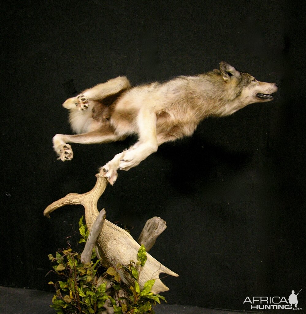 Custom Life-size Wolf Mount Pedestal Taxidermy