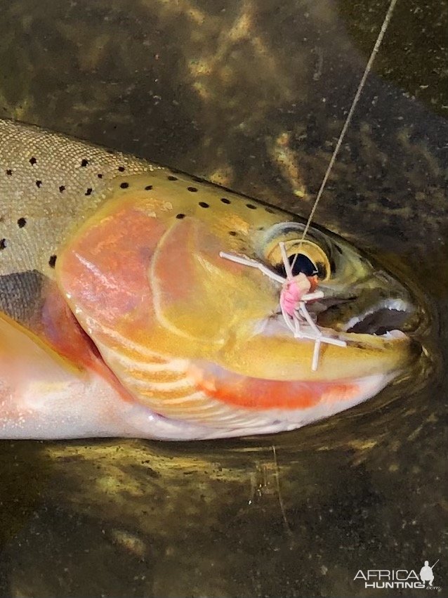 Cutthroat Fishing Idaho