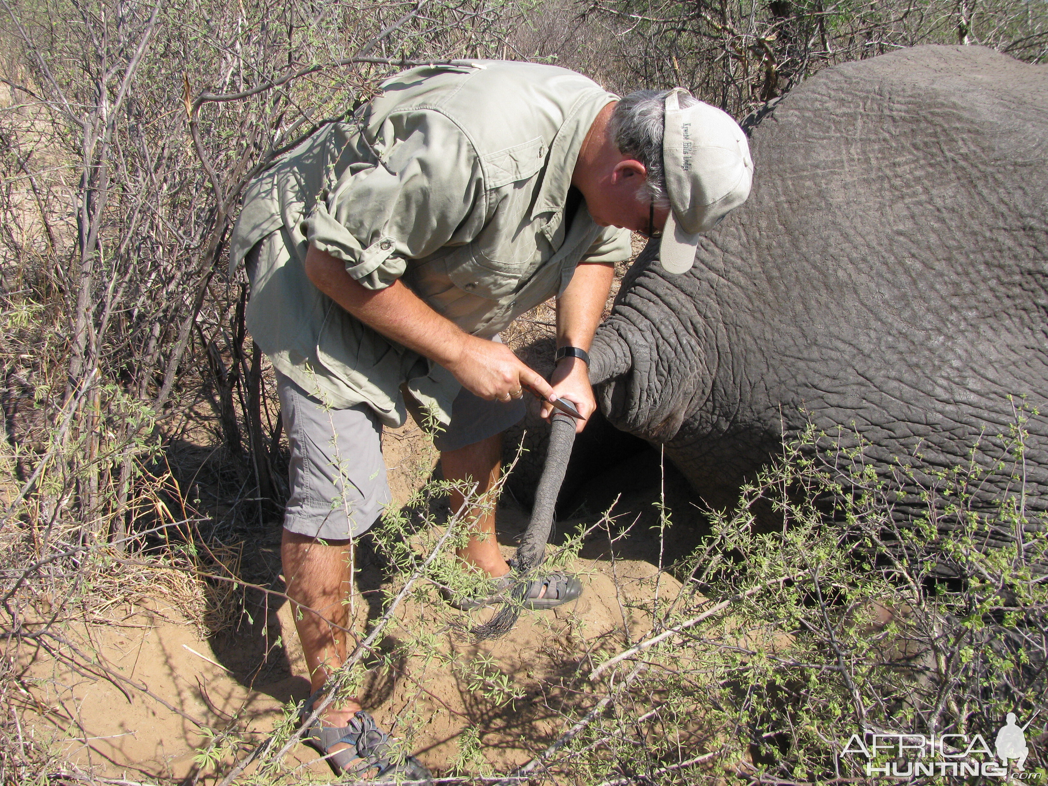 Cutting the tail