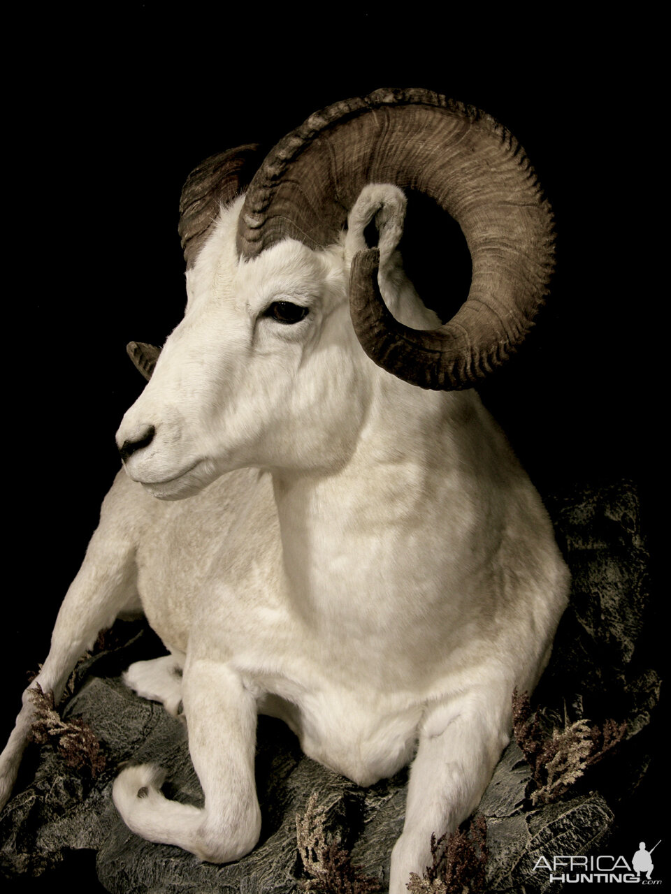 Dahl Sheep Full Mount Taxidermy