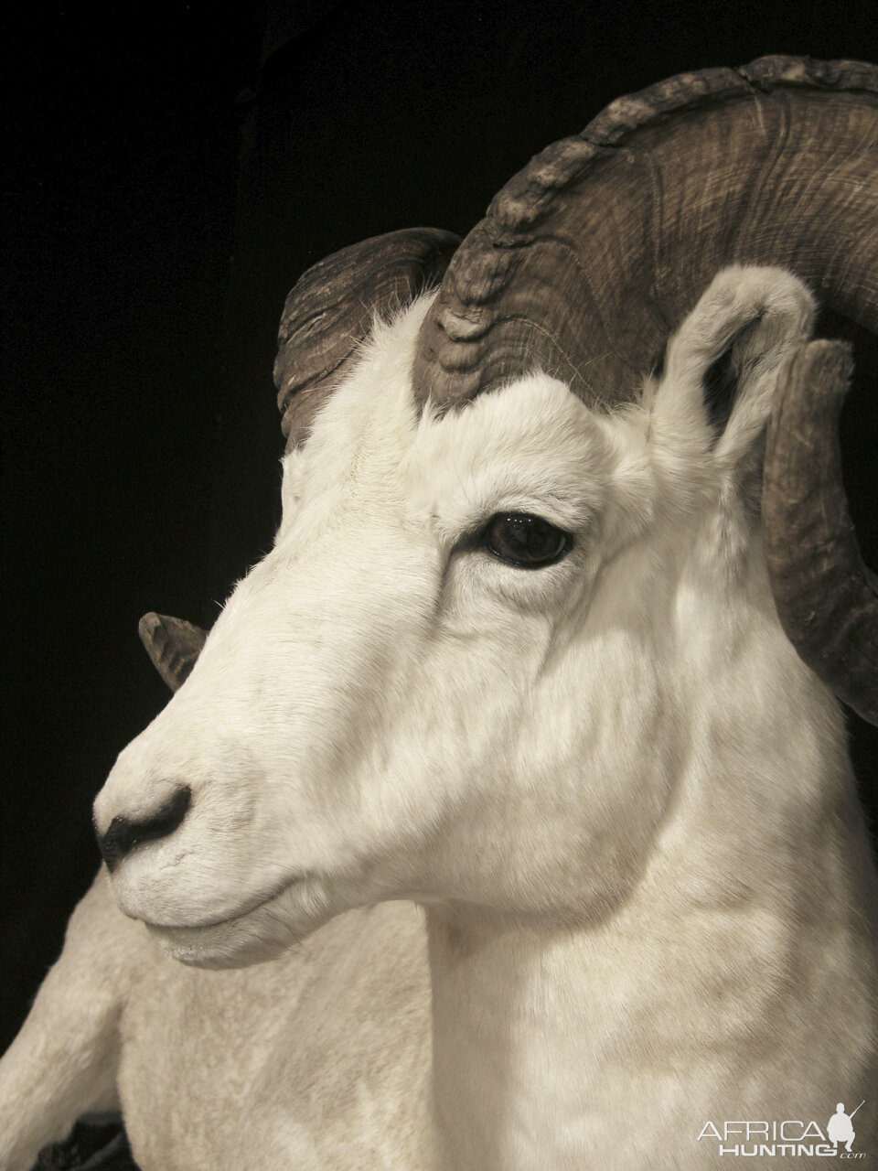 Dahl Sheep Full Mount Taxidermy