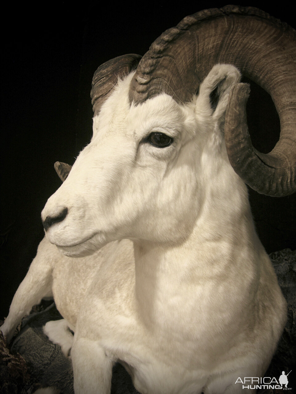 Dahl Sheep Full Mount Taxidermy