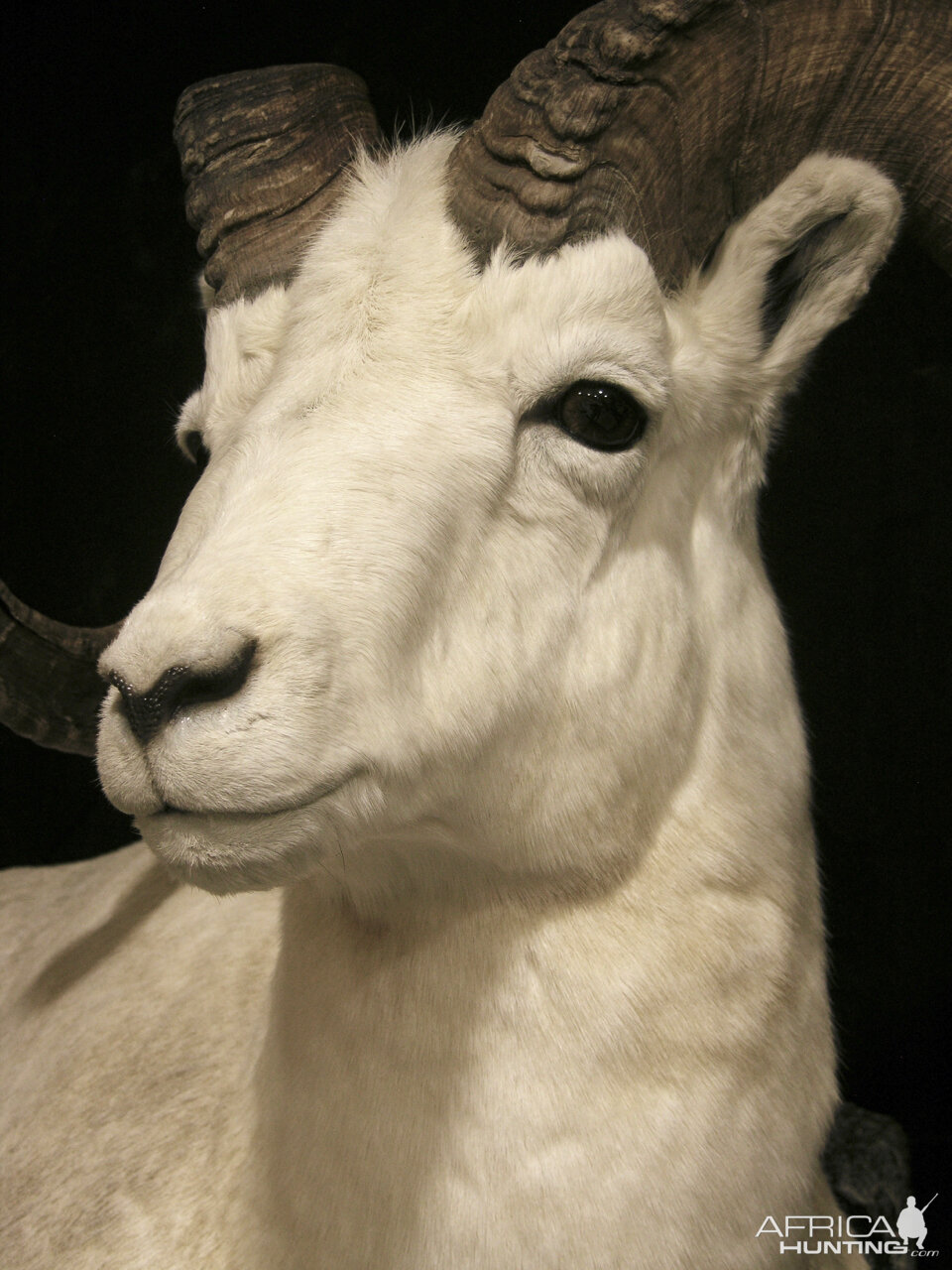 Dahl Sheep Full Mount Taxidermy