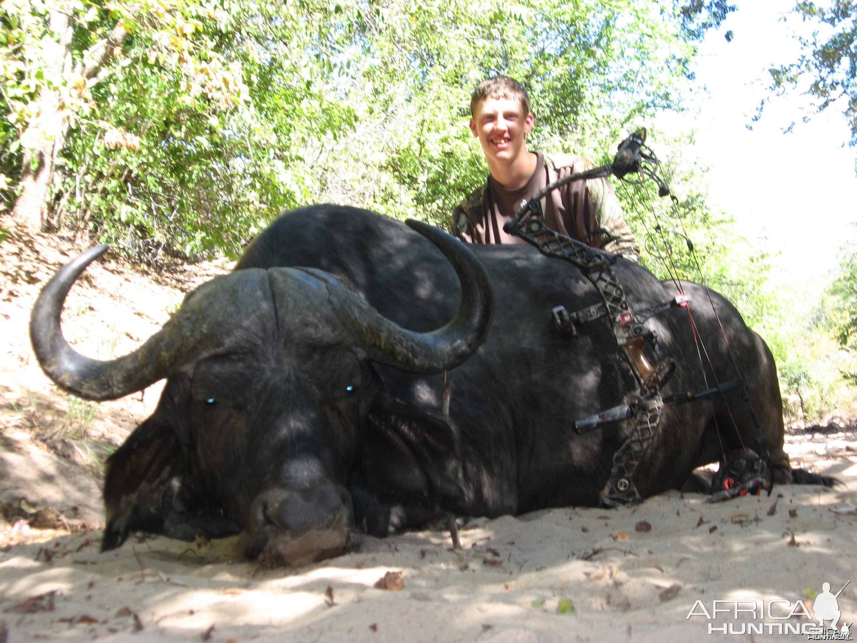 Dakota's Bow Shot Cape Buffalo