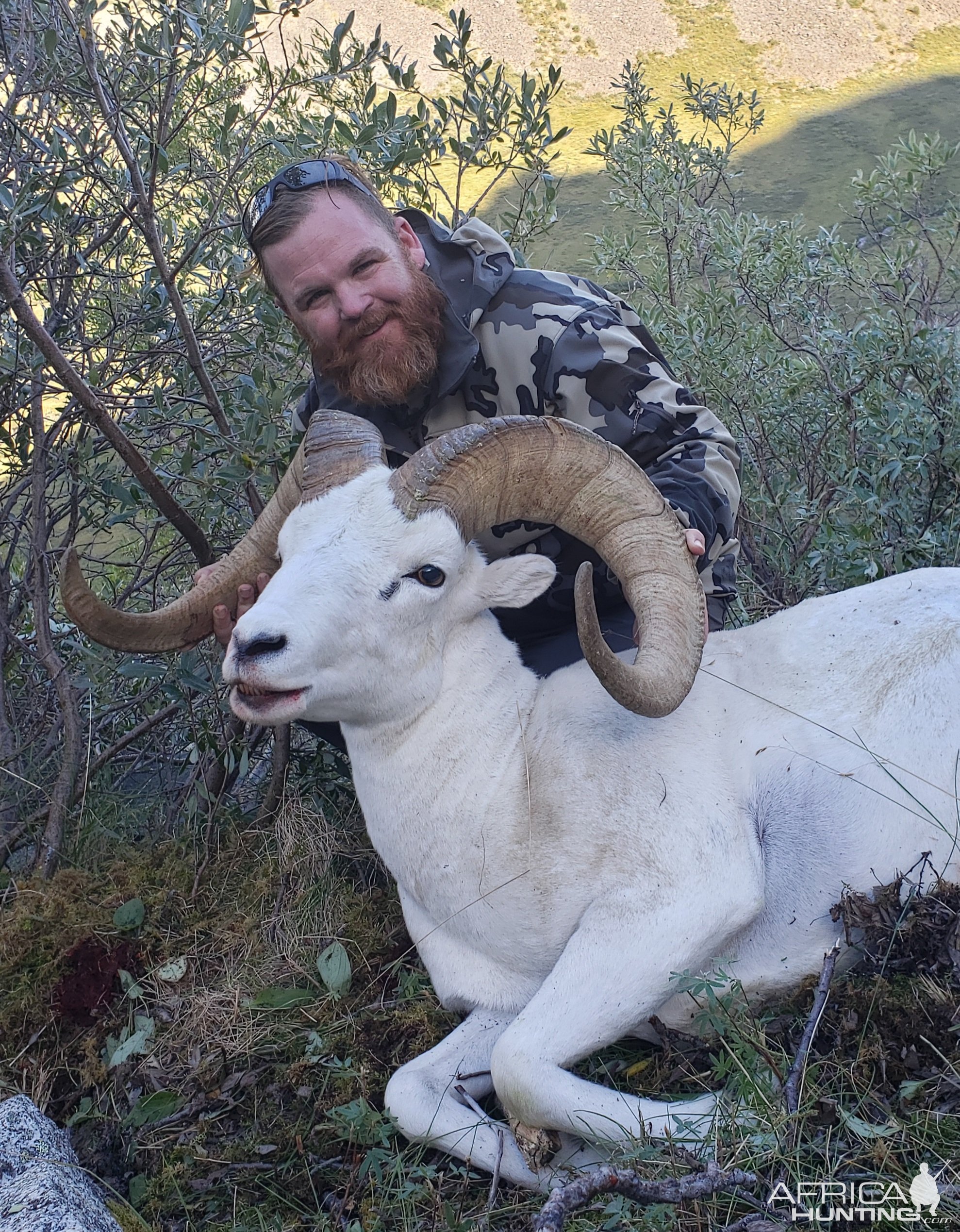 Dall Sheep Hunt Canada