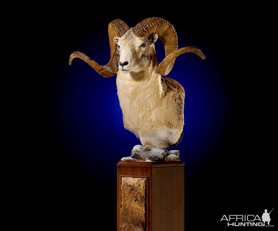 Dall Sheep Pedestal Mount Taxidermy