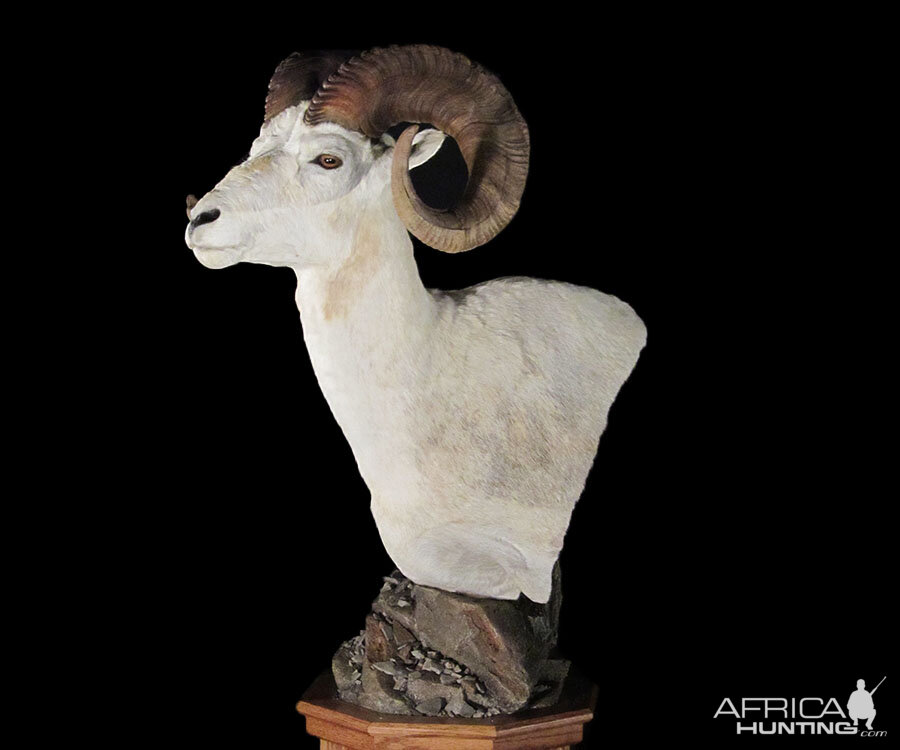 Dall Sheep Pedestal Mount Taxidermy