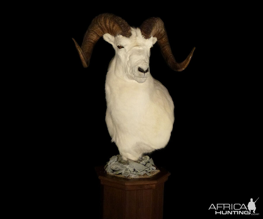 Dall Sheep Pedestal Mount Taxidermy