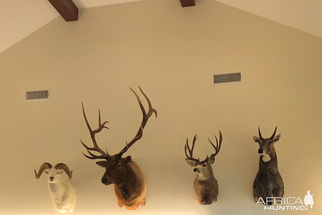 Dall Sheep,  Red Stag,  Mule Deer & Nilgai Shoulder Mount Trophies Taxidermy