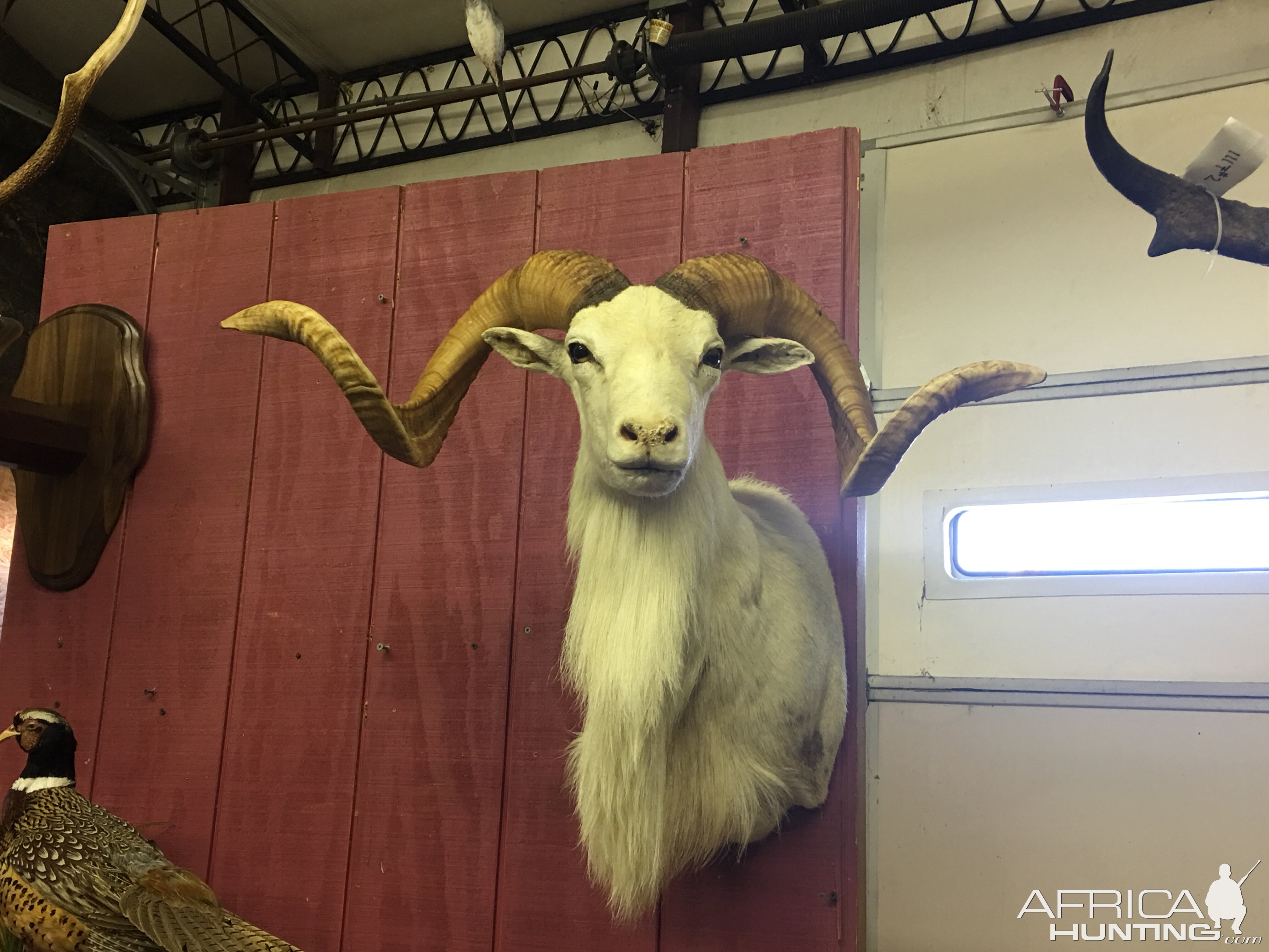 Dall Sheep Shoulder Mount Taxidermy