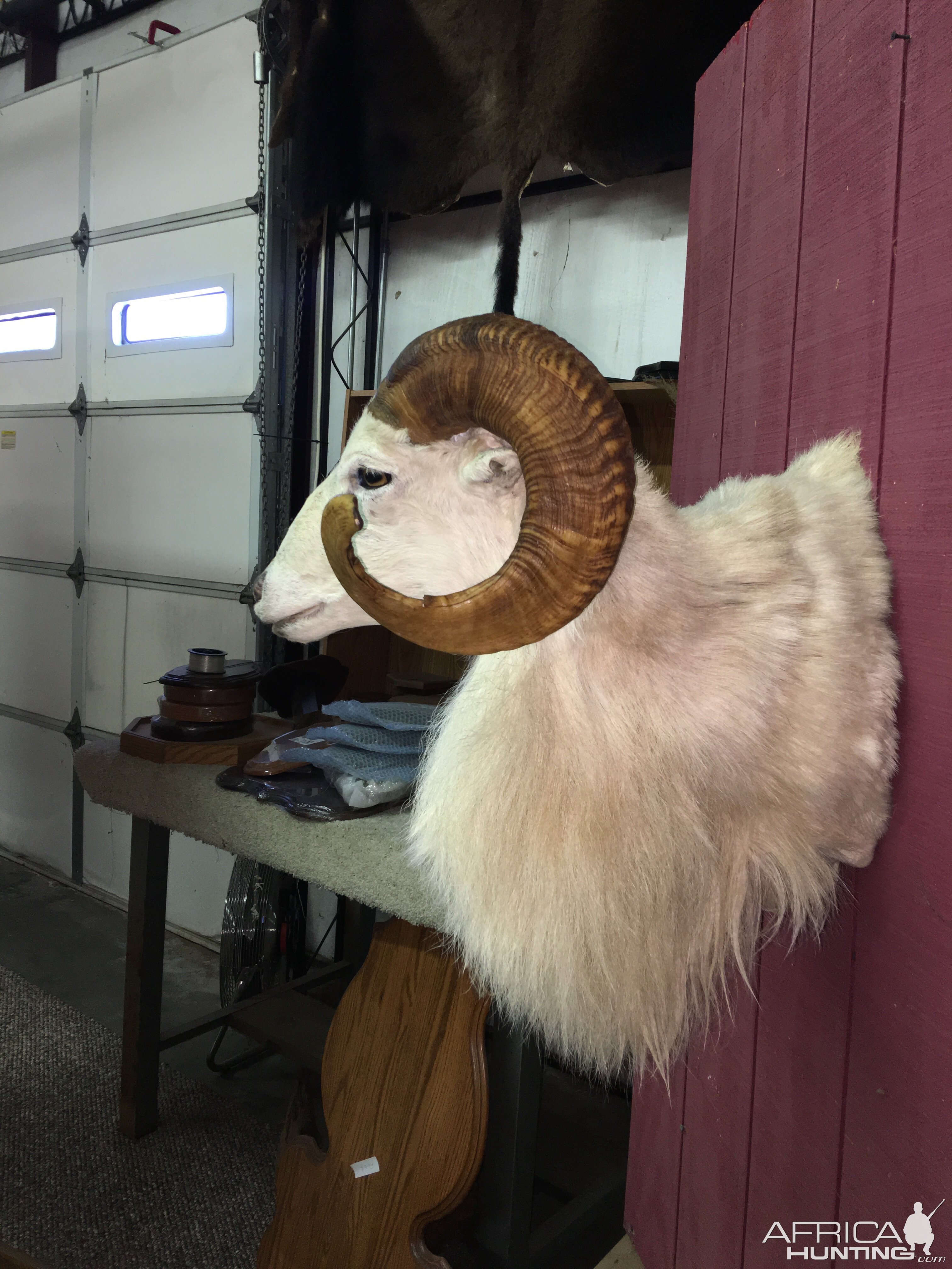 Dall Sheep Shoulder Mount Taxidermy