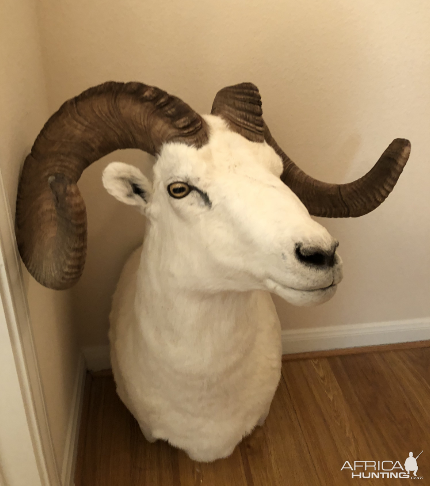 Dall Sheep Shoulder Mount Taxidermy