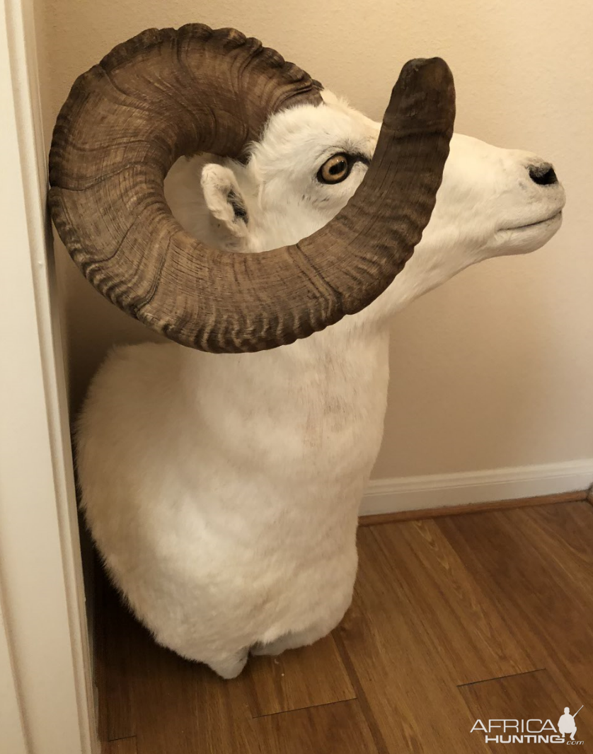 Dall Sheep Shoulder Mount Taxidermy