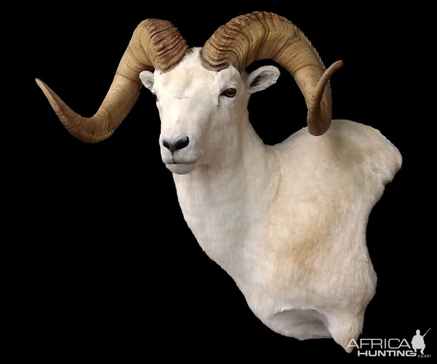 Dall Sheep Shoulder Mount Taxidermy