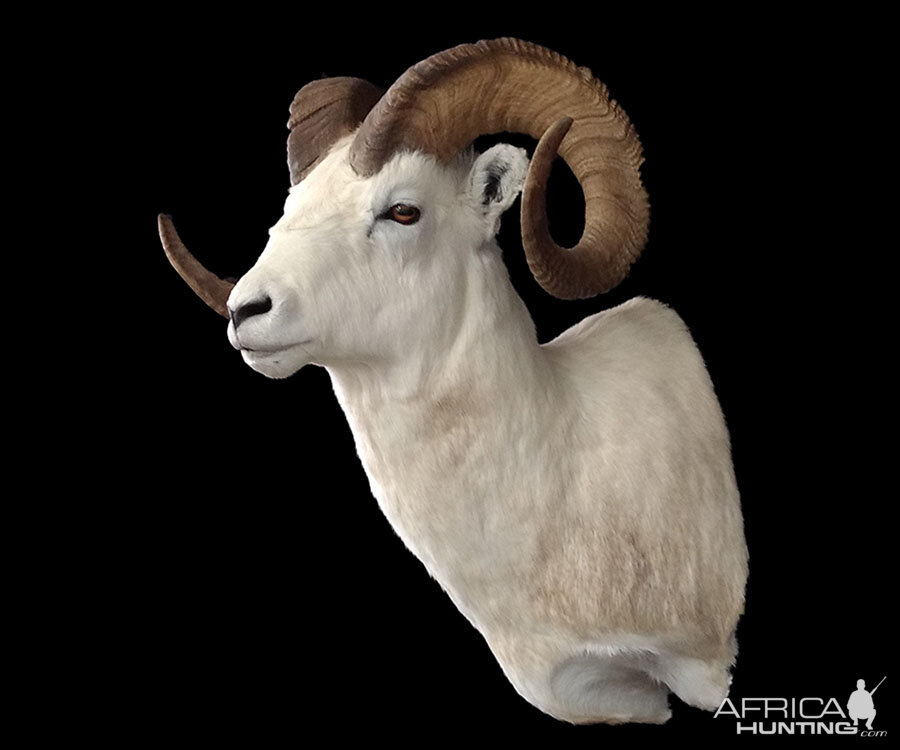 Dall Sheep Shoulder Mount Taxidermy