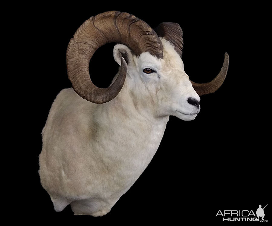 Dall Sheep Shoulder Mount Taxidermy