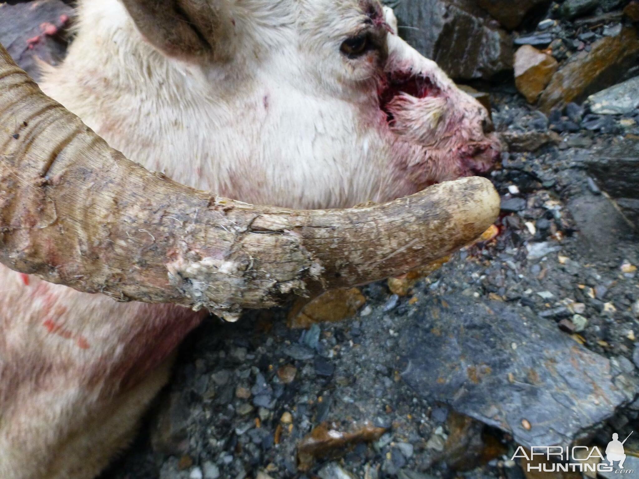 DALL SHEEP Taxidermy MAGIC