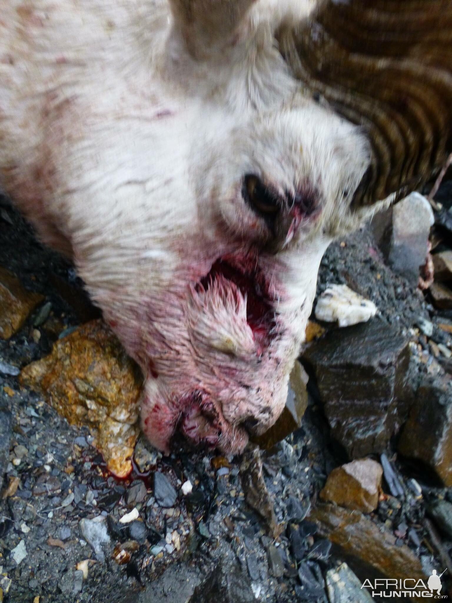 DALL SHEEP Taxidermy MAGIC