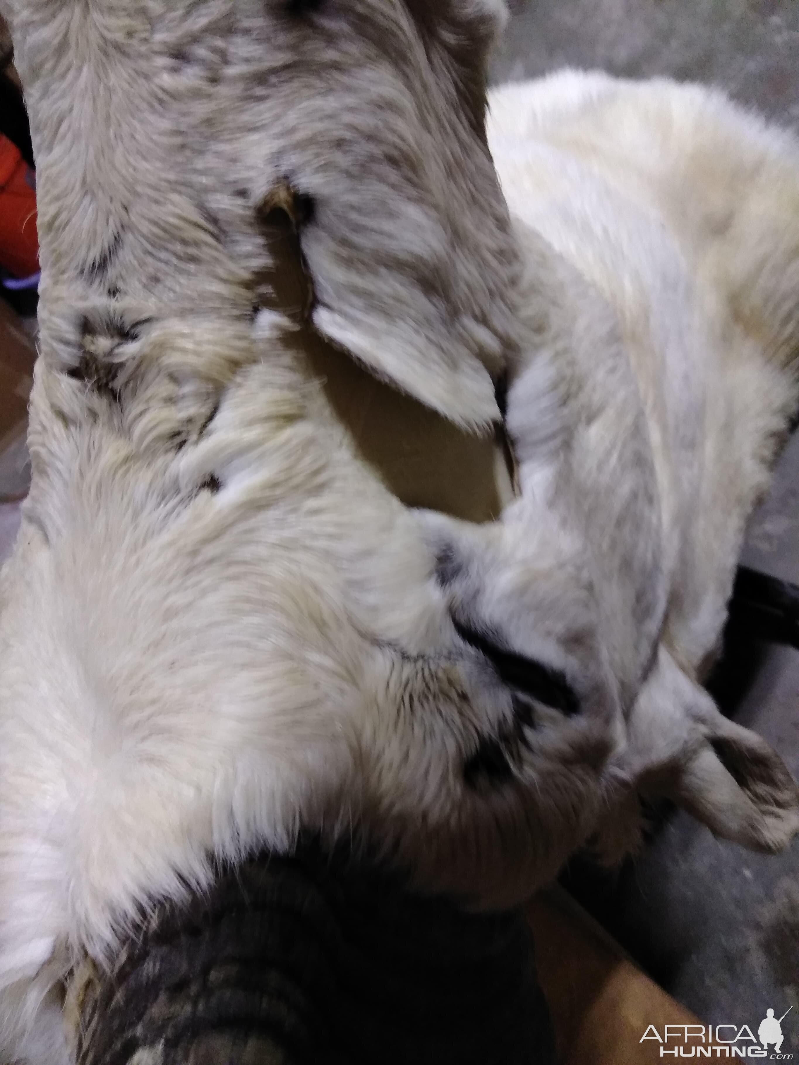 DALL SHEEP Taxidermy MAGIC