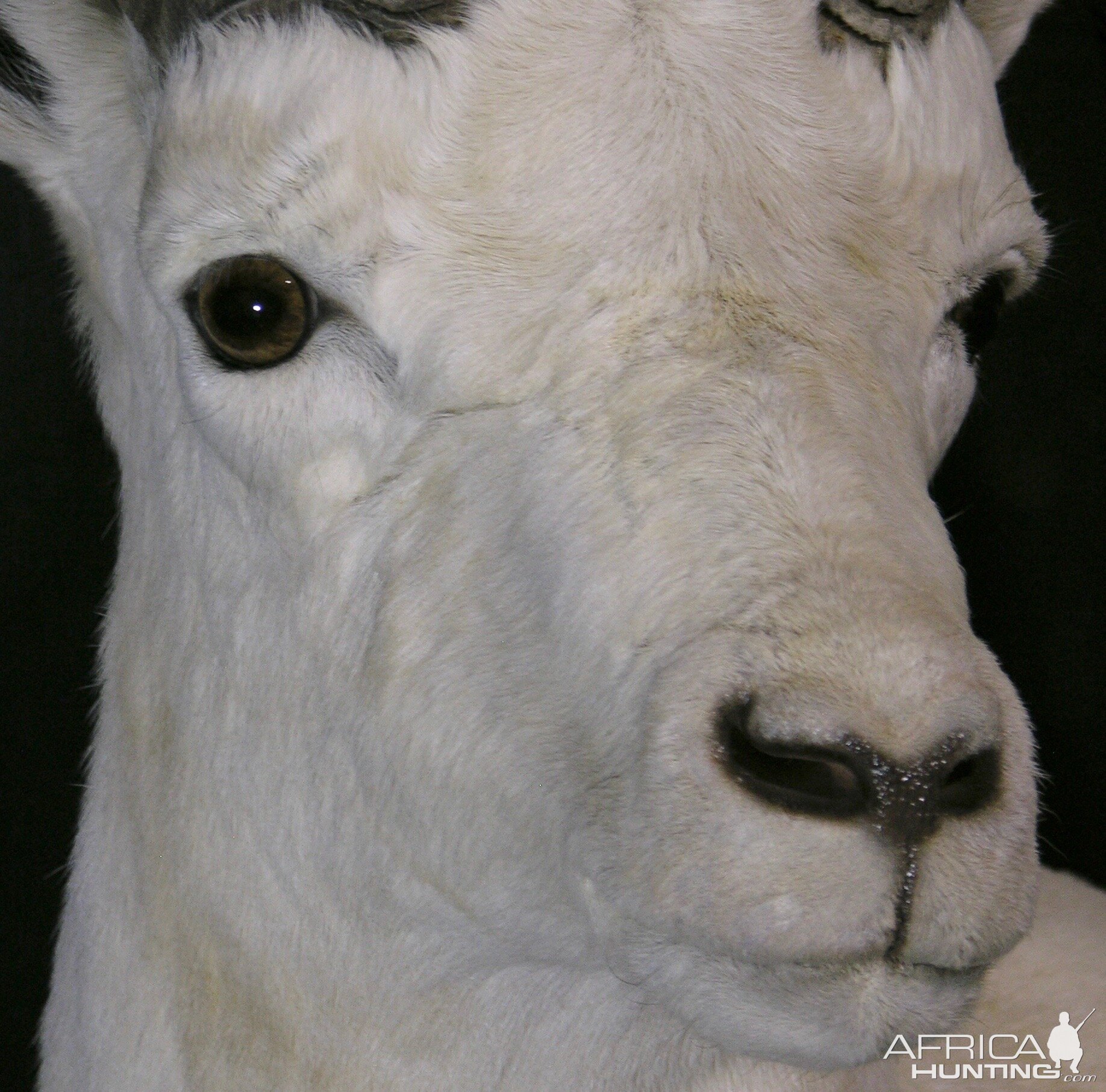 DALL SHEEP Taxidermy MAGIC