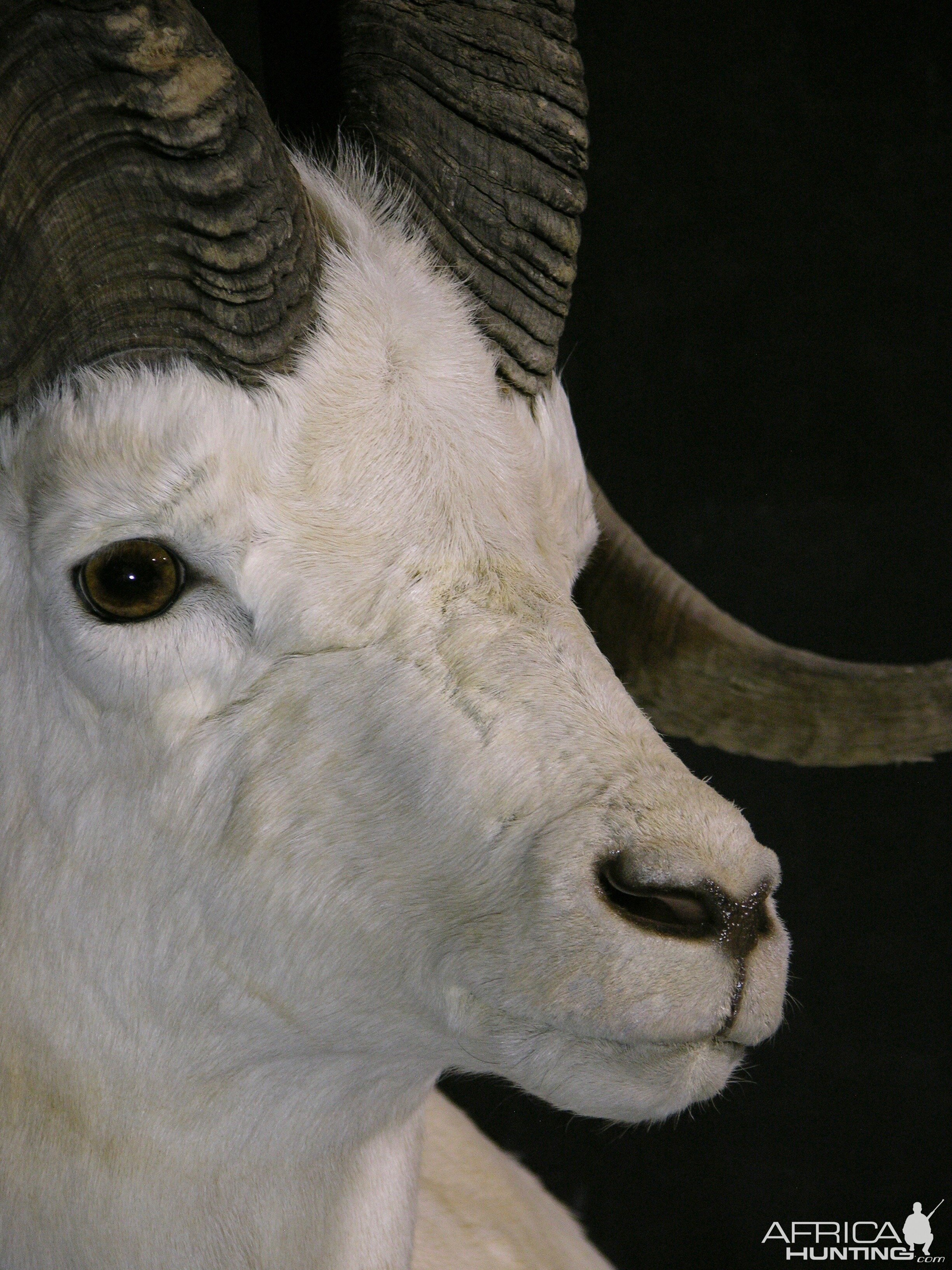 DALL SHEEP Taxidermy MAGIC