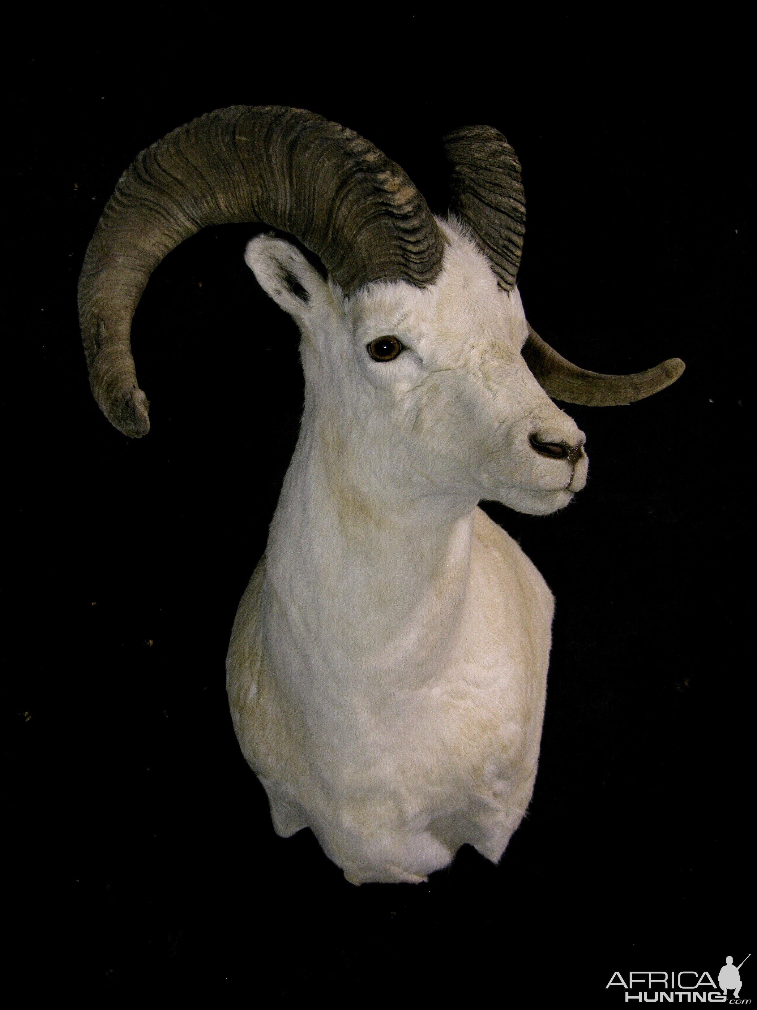 DALL SHEEP Taxidermy MAGIC