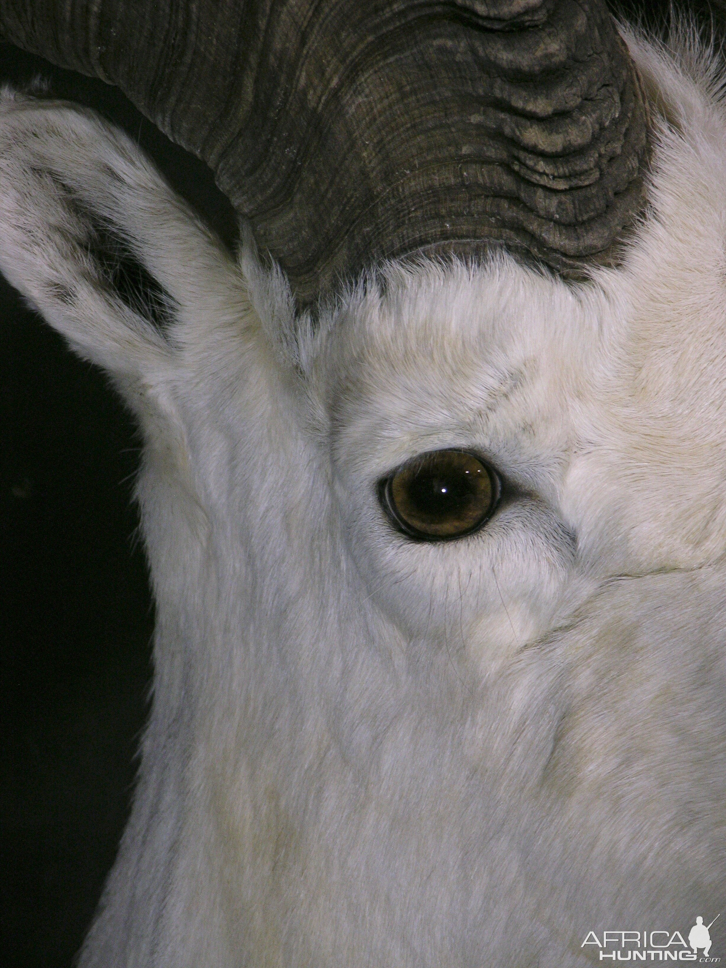 DALL SHEEP Taxidermy MAGIC