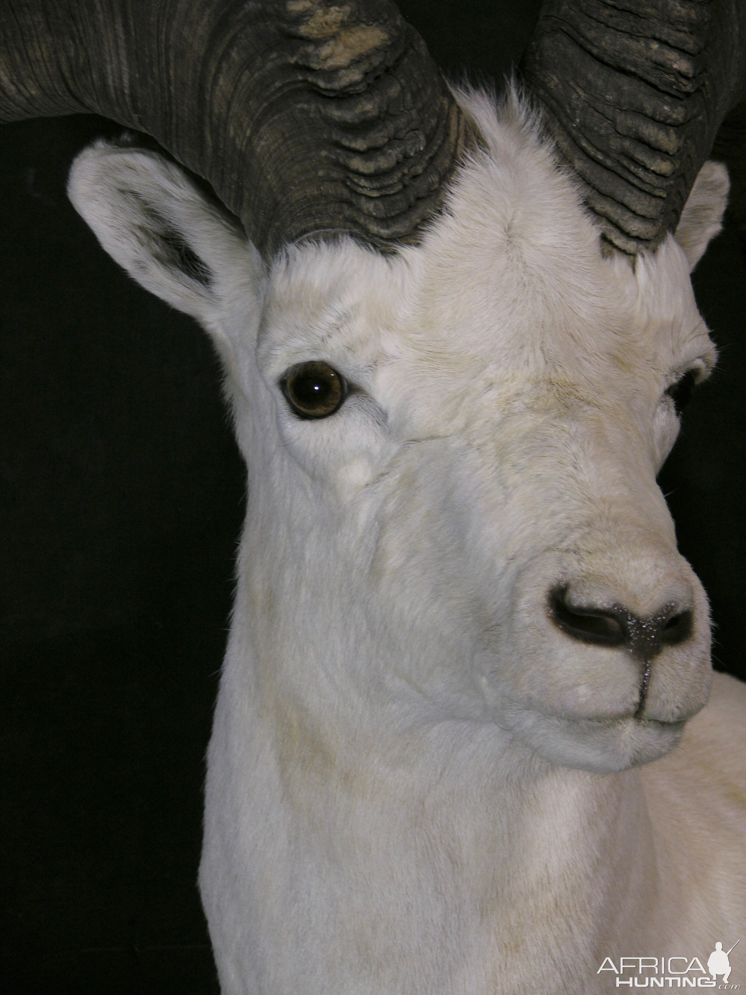 DALL SHEEP Taxidermy MAGIC