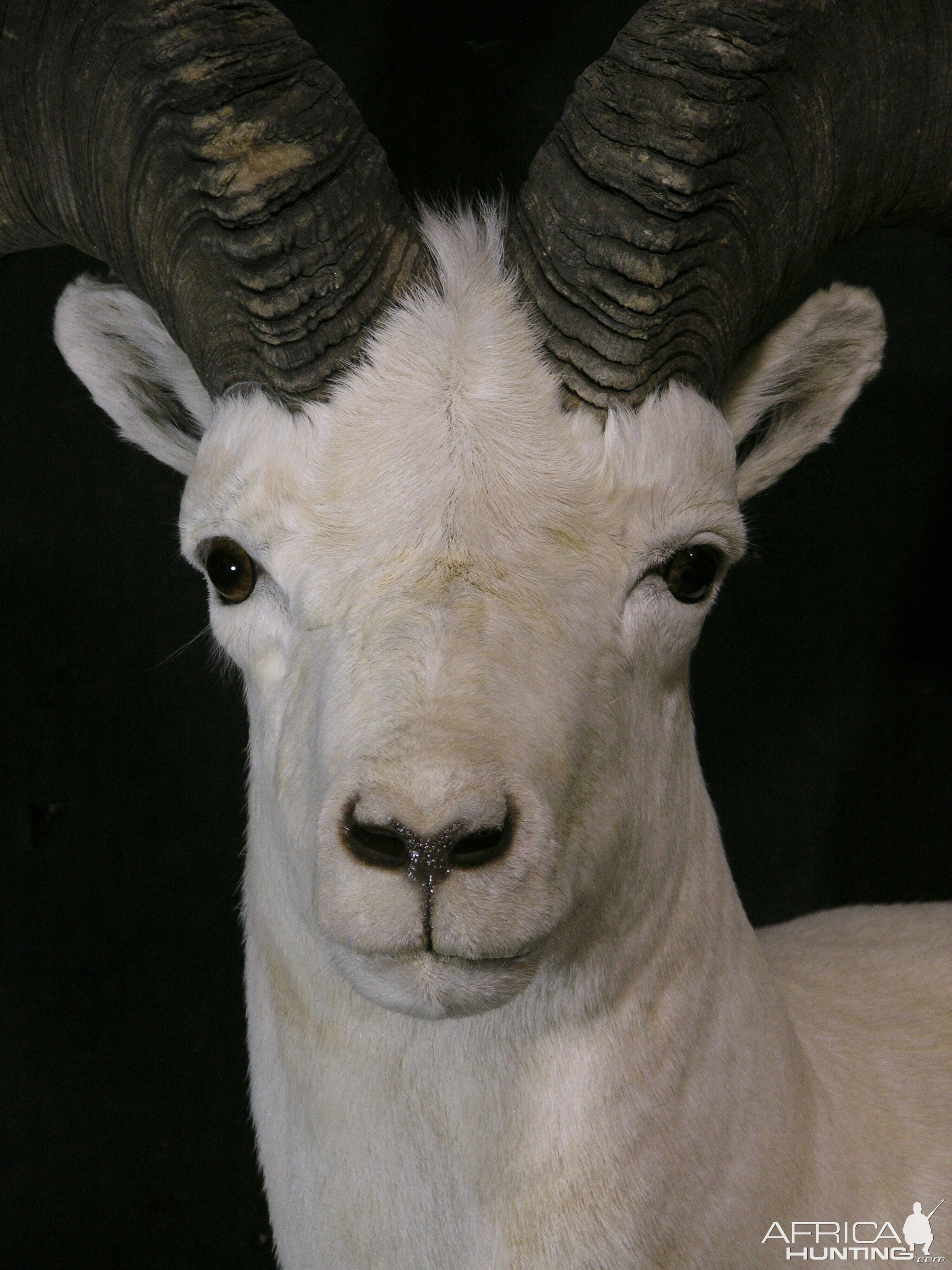 DALL SHEEP Taxidermy MAGIC