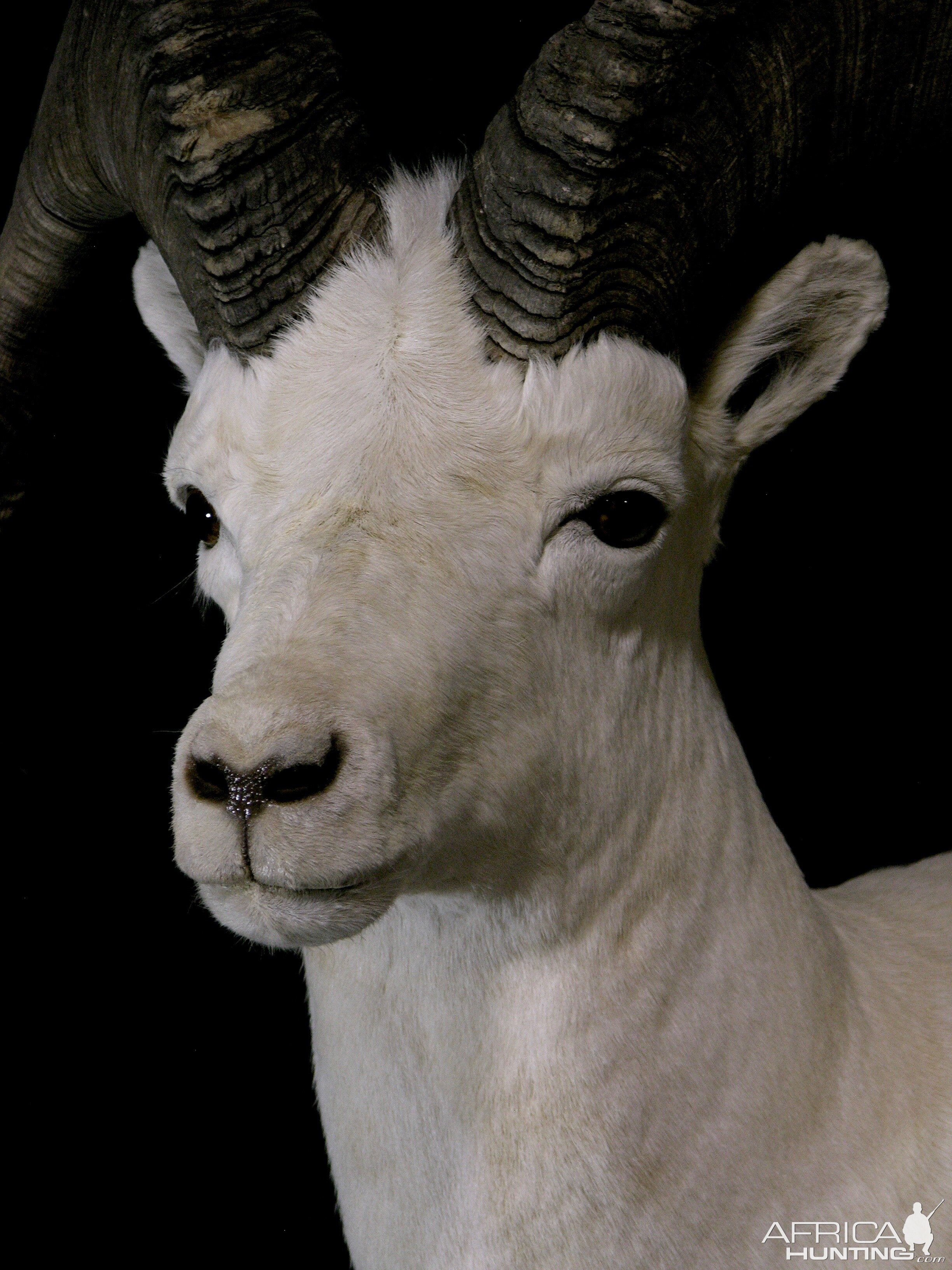 DALL SHEEP Taxidermy MAGIC