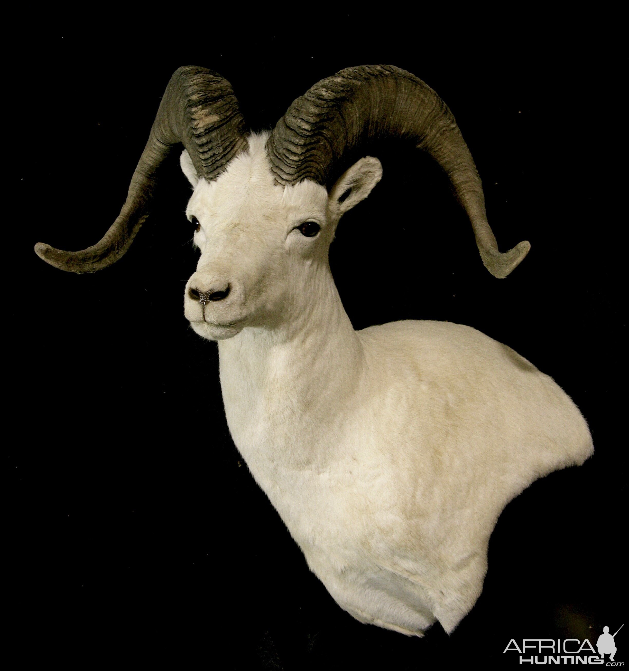 DALL SHEEP Taxidermy MAGIC