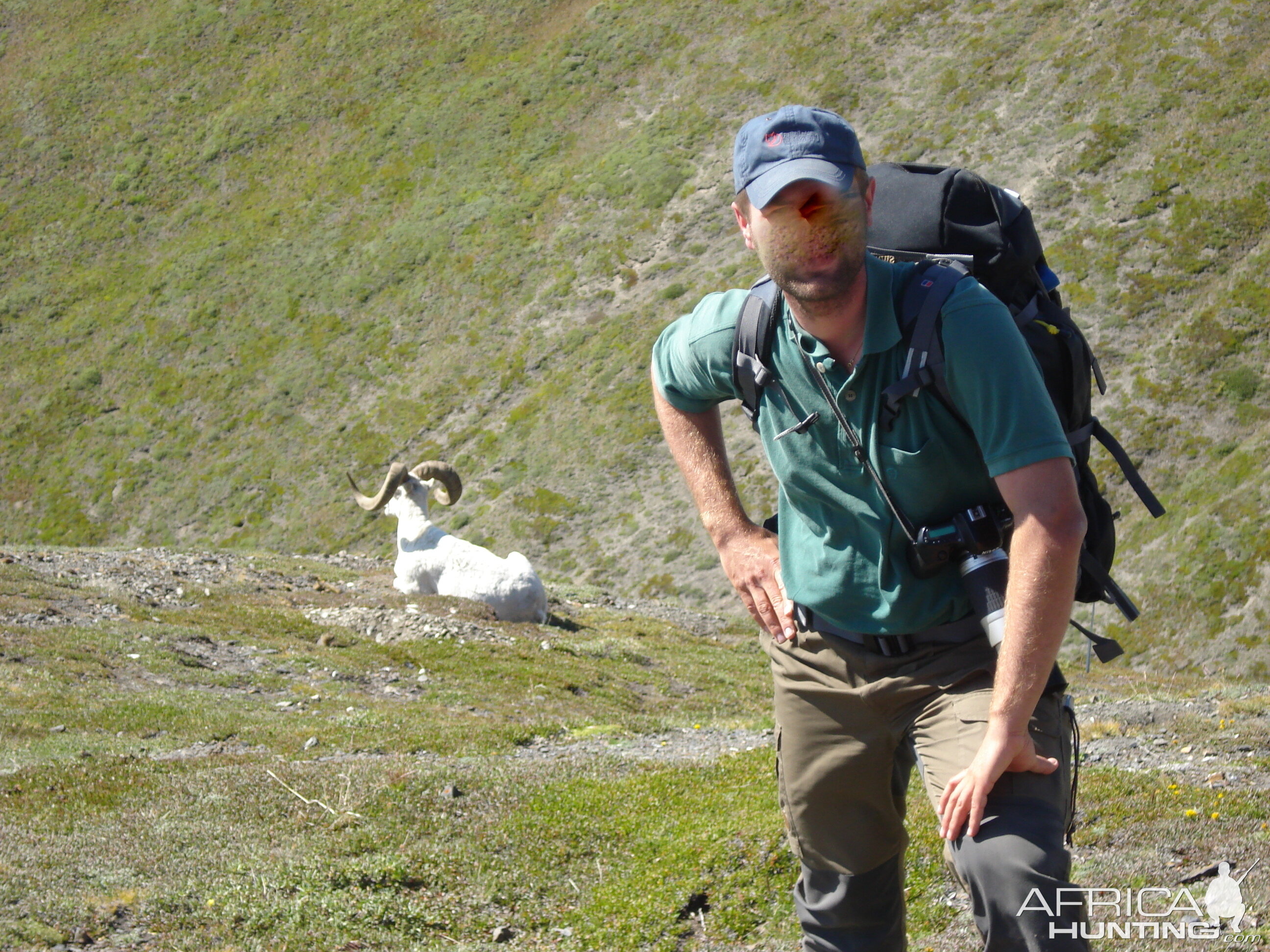 Dall's Sheep Luane Lake Yukon