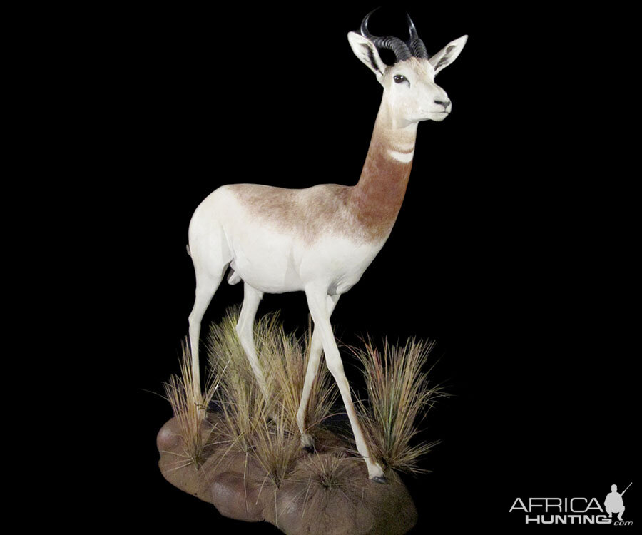 Dama Gazelle Full Mount Taxidermy