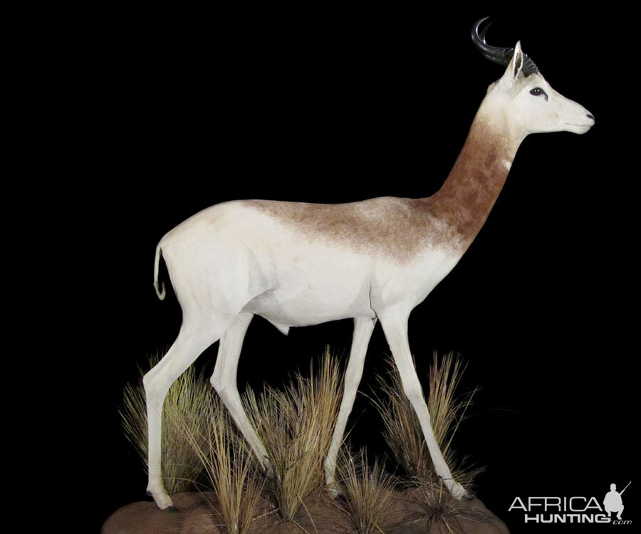 Dama Gazelle Full Mount Taxidermy