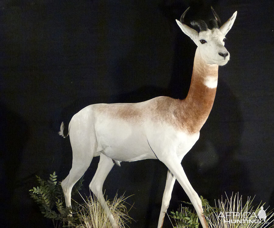 Dama Gazelle Full Mount Taxidermy