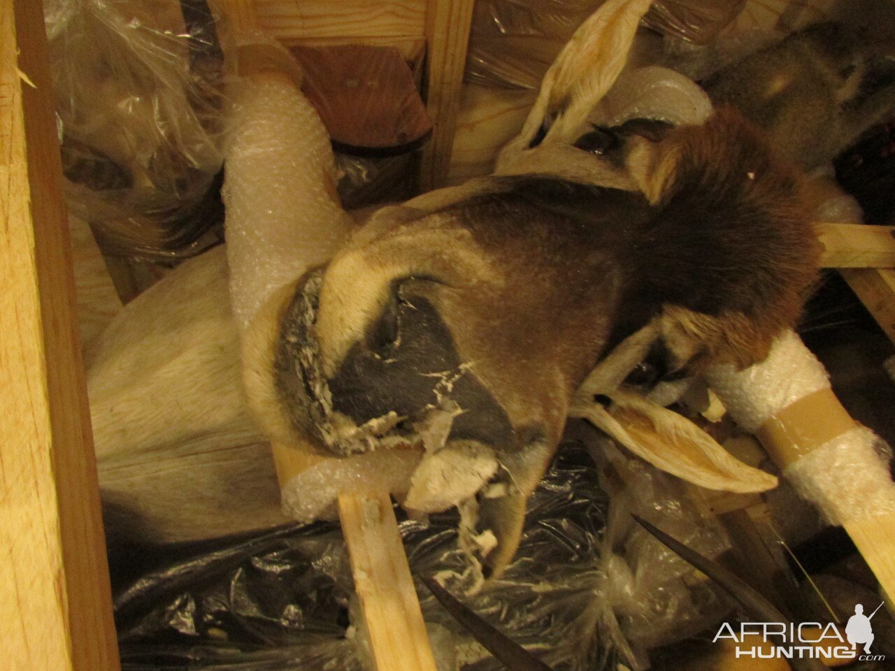 Damaged Taxidermy Crate